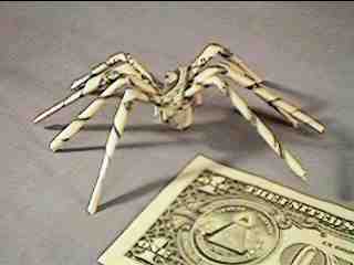 spider.jpg