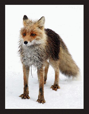 wet fox.jpg