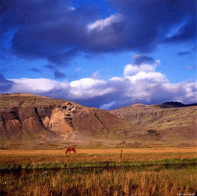 Icelandic Horse.jpg