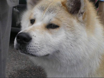 akita.jpg