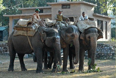 Indijos drambliai.jpg