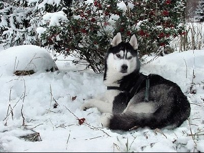 Siberian husky.jpg