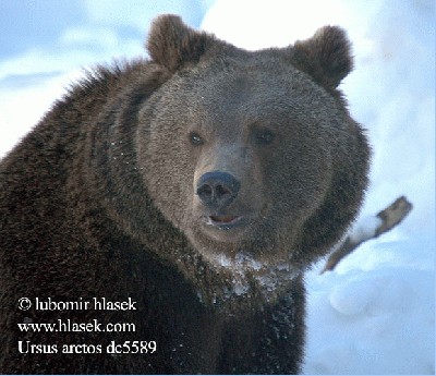 ursus_arctos_dc5589.jpg