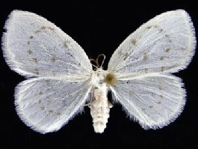 JV6253-300-25%20Eudeilinia%20herminiata.jpg