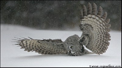 hunting in snow.jpg