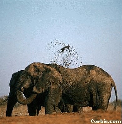 elephantssplashingmud.jpg