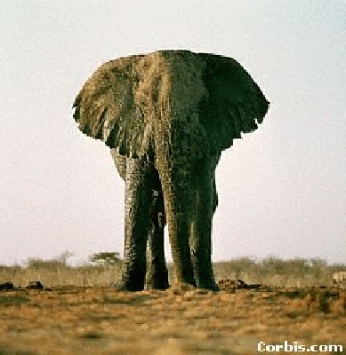 africanelephant.jpg
