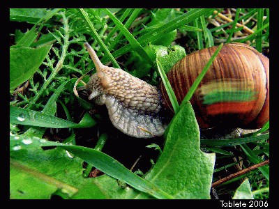 Lithuanian_snail_.jpg