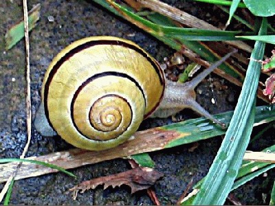 snail_3.jpg