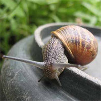 snail1.jpg