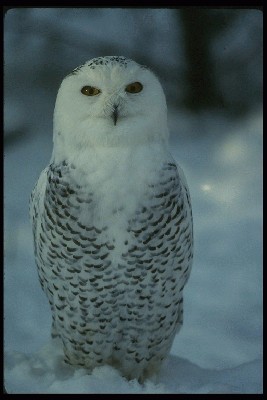 Snowy%20Owl%2042036.jpg