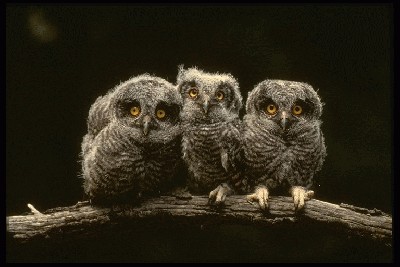 Screech%20Owl%2042044.jpg