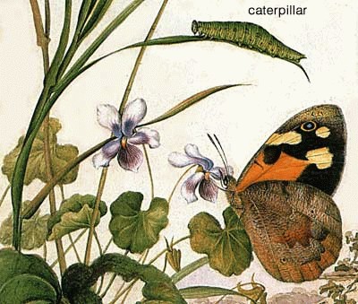 common-brown-caterpillar.jpg