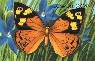 common-brown-butterfly.jpg