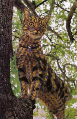 dazytos_kates_catpainting_09.jpg