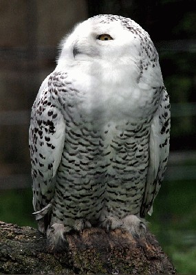 white owl.jpg