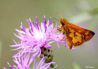butterfly14.jpg