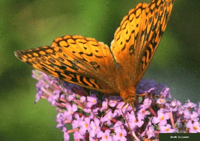 butterfly12.jpg