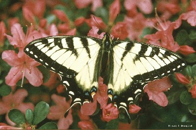 butterfly11.jpg