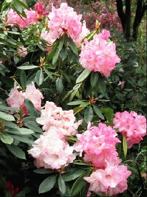 pink-white-rhododendron-shrub.jpg
