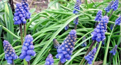 muscari.jpg