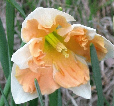 frilly-daffodil-pink.jpg