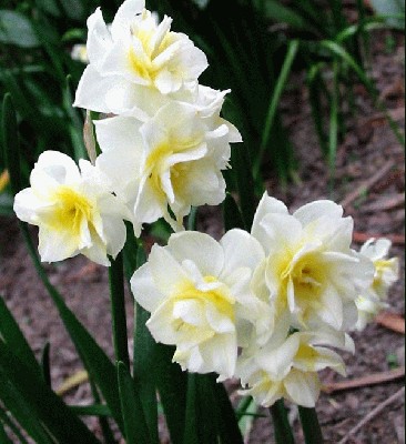 earlicheer-daffodil.jpg
