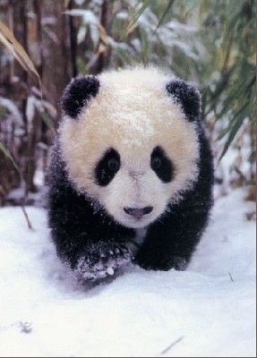 Panda-Cub-first-steps-Note-Card-C11763559.jpg