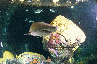 SecretReef_shark2.jpg