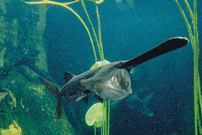 paddlefish.jpg