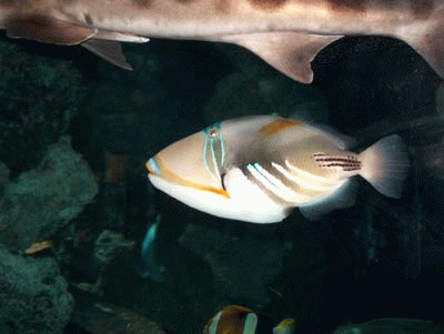 provence_monaco_aquarium8.jpg