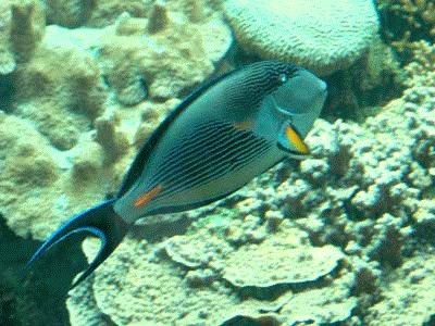 provence_monaco_aquarium7.jpg