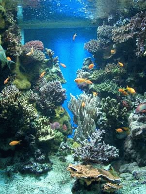 provence_monaco_aquarium6.jpg