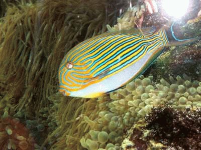 provence_monaco_aquarium4.jpg