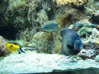 provence_monaco_aquarium3.jpg