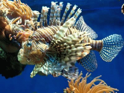 provence_monaco_aquarium2.jpg