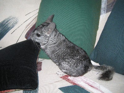 Chinchilla%20004.jpg