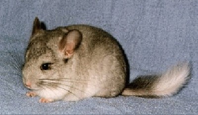 chinchilla.jpg