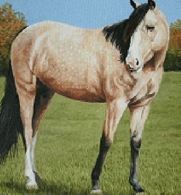horse-pet-portrait-5.jpg