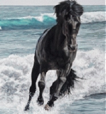 horse-pet-portrait-1.jpg