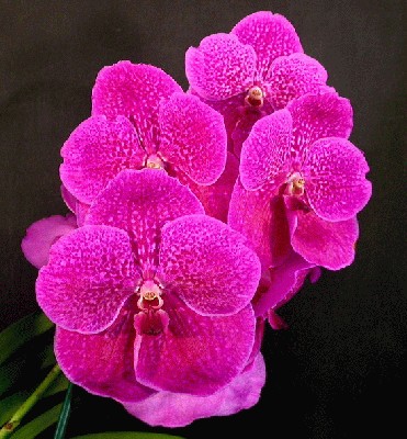 Vanda%20Adelaide%20Graham%20'Sandyknoll'%20AM89.jpg