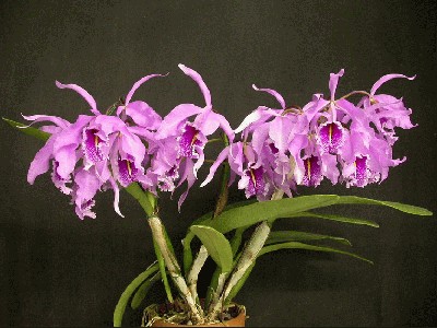 Cattleya%20maxima%20'Parkside'%20AM%20CHM%2086.jpg