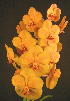 Ascda%20Banjong%20Topaz%20'Sandyknoll'.jpg