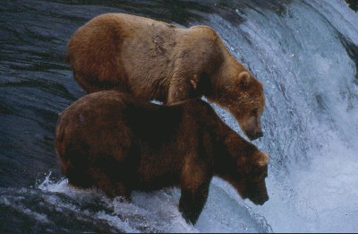 grizzlies_fishing.jpg