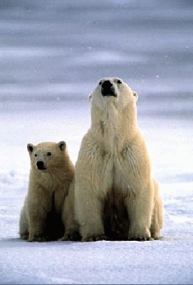 PolarBears1.jpg