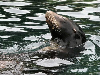 sea_lion.jpg