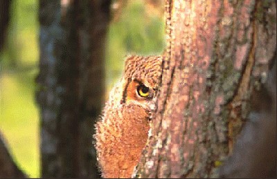 owlet.jpg