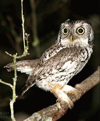 eastern_screech_owl1.jpg