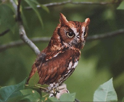 E_Screech_Owl31.jpg