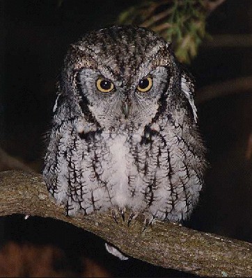 E_Screech_Owl1.jpg